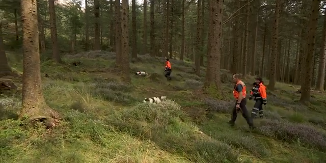 Поиск захороненных трупов по запаху поисковыми собаками
