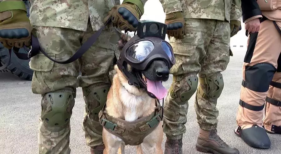Подготовка и обучение собак для поиска взрывчатых веществ, поиска вещей по запаху.