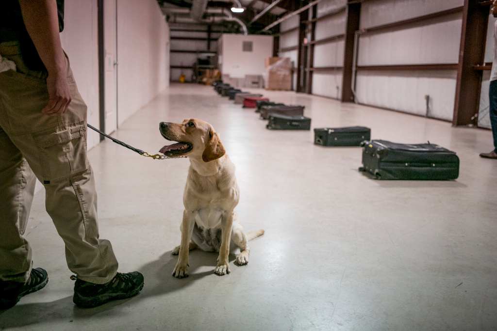 Проверка и обследование зданий и помещений на взрывчатку поисковыми собаками