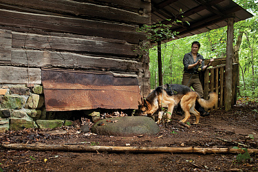 Поиск захороненных трупов по запаху поисковыми собаками