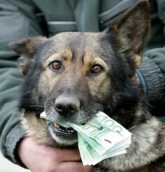 Поиск украденных денег розыскными собаками